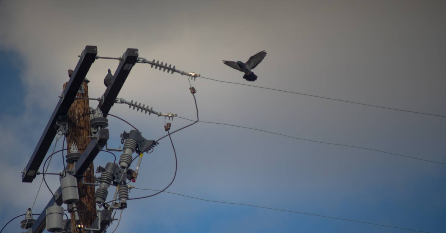 pigeon on a covina power line, california